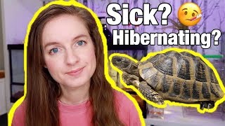 Is My Tortoise Sick Hibernation vs Brumation [upl. by Fachan]