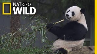 Giant Pandas 101  Nat Geo Wild [upl. by Ario]