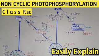 Non Cyclic Photophosphorylation  Z Scheme  Light Dependent Reaction  Class 11 Biology [upl. by Waldack]