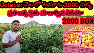 October month lo tomato box rate 2000 confrom   ప్రతి ఒక్క రైతు చూడాల్సిన వీడియో tomato farming [upl. by Nnairda]