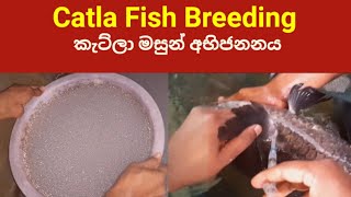 How to Breed Catla Carp Fish Breeding with Hormone Eggs Incubation amp Hatching  කැට්ලා මසුන් අභිජනනය [upl. by Anselma]