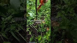 🔴 Poda En El Cultivo De MARACUYÁ En TRANSICIÓN A La AGRICULTURA ORGÁNICA En tutorado En Cortina [upl. by Burkhard15]