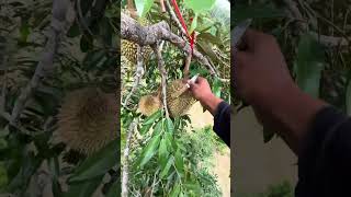 Harvesting Durian Fruit  Green Farm 133 Harvesting fruit satisfying harvestdurian [upl. by Barcot757]