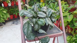 How to Grow and Care Silver Pothos  Satin Pothos  Scindapsus Pictus  Fun Gardening [upl. by Oriel3]