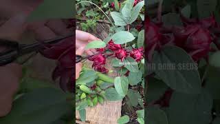 Harvesting Hibiscus gardening [upl. by Adnerol678]