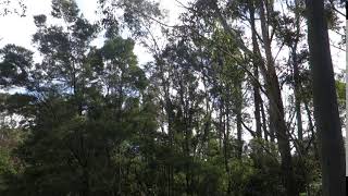 Bellbirds Singing In the Forest  Australia [upl. by Eelsha]