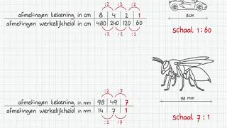 schaal berekenen met verhoudingstabel [upl. by Ititrefen368]