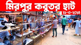 মিরপুর কবুতর হাট ২২৩২০২৪  kobutor hat 2024  pigeon market in bangladesh  Mirpur kobutor hat [upl. by Giusto317]