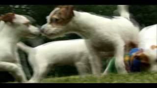 Dogs 101  Jack Russell [upl. by Yssor]