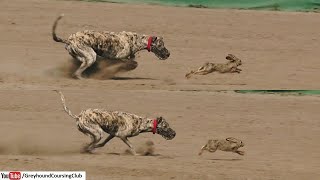 Coursing dogs 2024  greyhound coursing  galgo dog vs rabbit race  racing [upl. by Wylen]