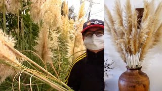 How to make your own Pampas Grass Decor [upl. by Zicarelli94]