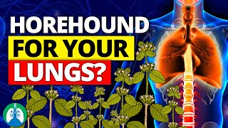 How to Detox and Cleanse Your Lungs with Horehound ❓ [upl. by Staley]