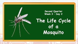 The Life Cycle of a Mosquito Q2WK3DAY2 [upl. by Aileve]