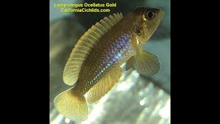 Lamprologus Ocellatus Gold [upl. by Rozanna]