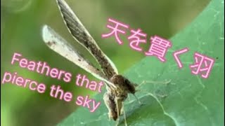 A Derbidae continues to stretch its wings high in the sky空高く羽を伸ばし続けるハネナガウンカ [upl. by Ecenahs]