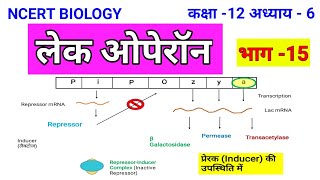 लैक ओपेरॉन The Lac Operon लैक ओपेरॉन की कार्य प्रणाली Mechanism of lac operon [upl. by Tressa]