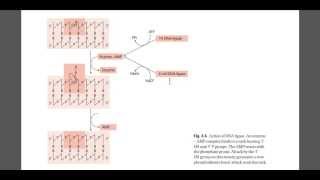 DNA ligase mechanism [upl. by Chace]