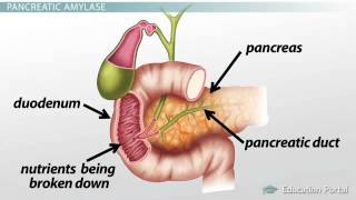 Pancreas Function Enzymes amp Role in Digestion [upl. by Clarie]