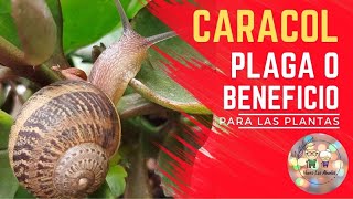 Caracol es una plaga o un beneficio para las plantas plagas plantas beneficios [upl. by Yleik618]