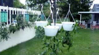 Topsy Turvy Garden Containers Upside Down Pots Growing Tomatoes Peppers amp Herbs Update 7 [upl. by Donaghue]