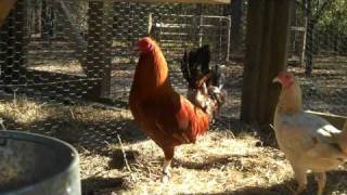 Pumpkin Hulsey Gamefowl Rooster [upl. by Rennoc244]