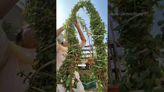 Jade Plant Care Tip🔥Elephant Bush🌿जेड प्लांट की देखभाल✨इनडोर या आउटडोर रखे✅🌞ashasgardenstoryshorts [upl. by Wright613]