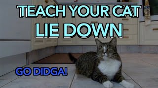 How to teach your cat to LIE DOWN [upl. by Enomrej]