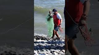 Pesca de pejerreyes con atarraya en la costa del Perú [upl. by Idou]