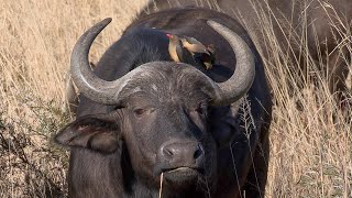 The Peaceful Side of Africas Most Dangerous Animal Cape Buffalos and Oxpeckers [upl. by Pussej268]