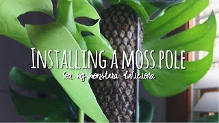 how to install a moss totem 🌵  monstera deliciosa houseplant support 🌿 [upl. by Attevad]