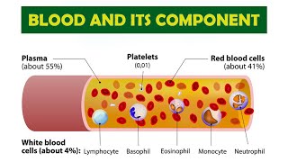 BLOOD AND ITS COMPONENTS AND FUNCTION [upl. by Bettye214]