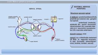 Lecția 6  Măduva spinării și nervii spinali [upl. by Leavitt]