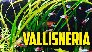 How to Care for Vallisneria  The One Plant Wonder [upl. by Ahseena]