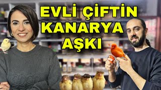 TÜRKİYE’NİN EN BÜYÜK KIRMIZI LİPOGRAM KANARYA ÜRETİCİSİ AGAH EMRE [upl. by Rohpotsirhc591]