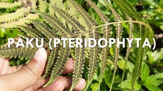 METAGENESIS PAKU PTERIDOPHYTA [upl. by Lathrop854]