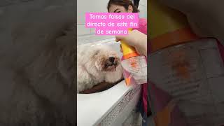 Momentos ups en la peluquería canina ¡cortes y tomas falsas con caniches peluqueriacanina [upl. by Ennalyrehc847]