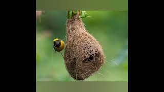 weaverbird build amazing nest [upl. by Ardna316]