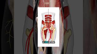 ❗️ALIVIA EL DOLOR DE PUBALGIA❗️ejercicio fisio anatomia pubis aductores abdominales abductor [upl. by Allerim]