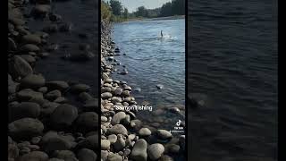 Salmon Fishing in the Clackamas River [upl. by Innej]