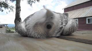 Baby Falcon at Play [upl. by Sheaff]