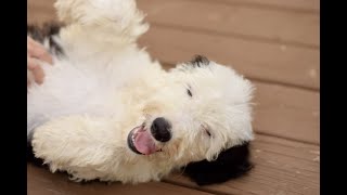 Adorable Sheepadoodle Puppies Playing Together Sheepadoodle Pup [upl. by Annohsal442]