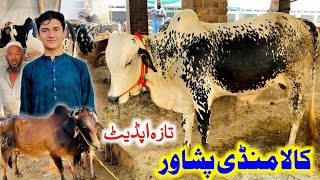 Nasirpur Kala Mandi Peshawar latest updates  Maweshi Mandi Peshawar Pakistan [upl. by Kliber]