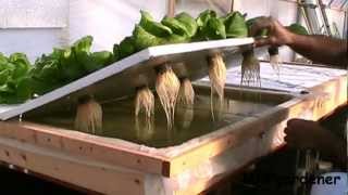 Floating Raft Hydroponics Update Dec 2012 [upl. by Mikiso]