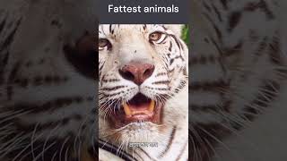 এই জানোয়ার দের কেউ তো থামান Fattest animals shorts youtubeshorts viral [upl. by Lazar]