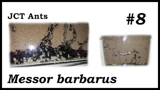 Messor barbarus 8  Explosive growth [upl. by Lerual234]