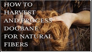 How To Harvest and Process Dogbane For Natural Fibers [upl. by Meyeroff]