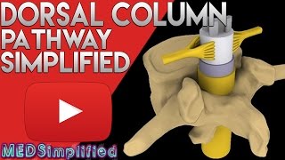 Dorsal Column Medial Leminiscus Pathway Made Easy  Spinal Cord Tracts 1 [upl. by Aser]