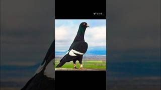 Top 6 resing pigeon 🔥😱pigeon kabootar trending shorts kabutar [upl. by Adnaram]