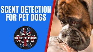 Teach your dog to become a UK Sniffer Dog  Online Scent Detection for Pet Dogs [upl. by Eicyaj615]