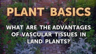 What Are the Advantages of Vascular Tissues in Land Plants [upl. by Netsirhc]